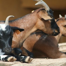 Zoo de Lagos