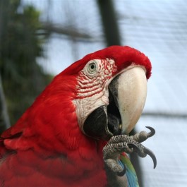 Zoo de Lagos