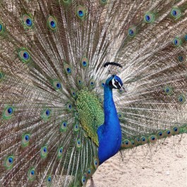 Zoo de Lagos