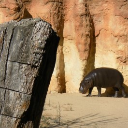 Zoo de Lagos