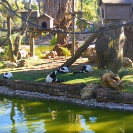 Zoo de Lagos