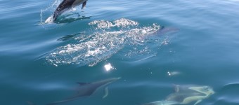 Beobachtung von Delfinen
