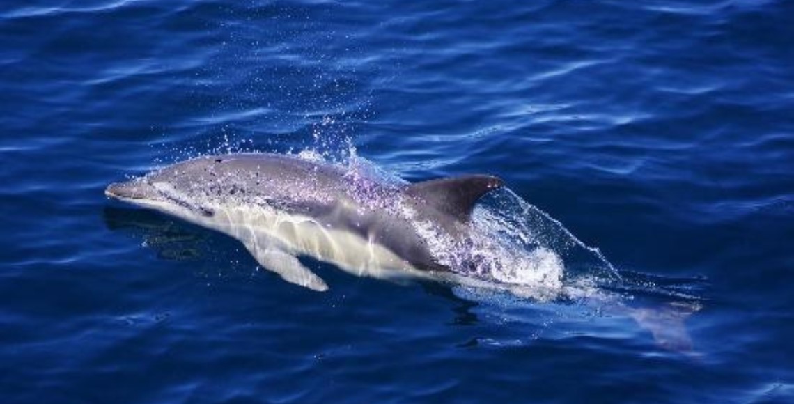 Beobachtung von Delfinen