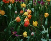 Consulta de Pediatria