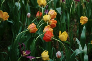 Consulta de Pediatria